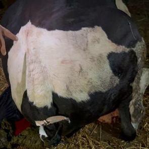 Sakarya'da akılalmaz iddia! Komşusu, danasının kuyruğunu baltayla kesti