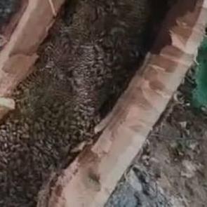  Bing&ouml;l&rsquo;de ağa&ccedil; kovuğundan kilo kilo &ccedil;ıkartıldı 