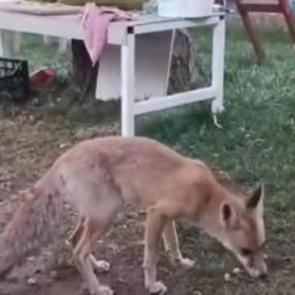 Tavuğunu yiyen tilkiye b&ouml;yle hesap sordu: Utanmıyor musun?