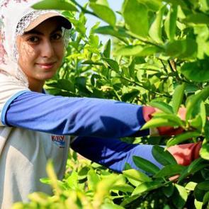 İlk &uuml;r&uuml;nler dalından koparıldı: Kilosu 6-12 lira: &Ccedil;ift&ccedil;iyi sevindirecek