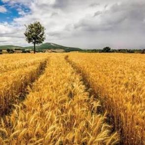 Almanya Tarım Bakanı, T&uuml;rkiye ile işbirliğini geliştirmek istediklerini belirtti