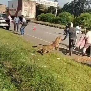 Yaralı leopar kendisine yardım etmek isteyenlere dehşeti yaşattı
