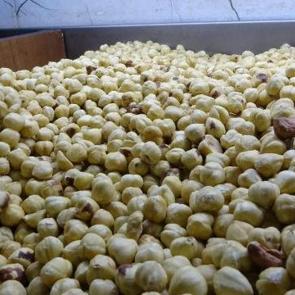 Hasadı tamamlandı, paketleme başladı: Y&uuml;zde 200 kazandırıyor!