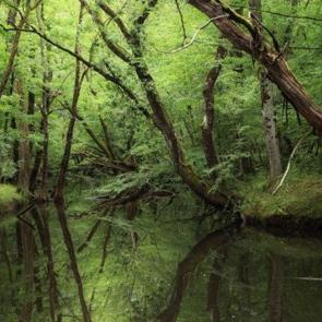 Karadeniz&rsquo;in kıyısında doğayla baş başa bir rota: İğneada Longoz Ormanları Milli Parkı