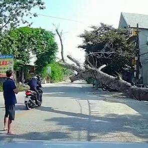 Vietnam'da kesilen ağa&ccedil; motosikletlinin &uuml;zerine devrildi: Bir &ouml;l&uuml;