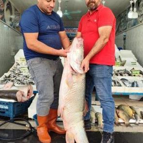 1,5 metre uzunluğunda dev balık tezgaha &ccedil;ıktı!