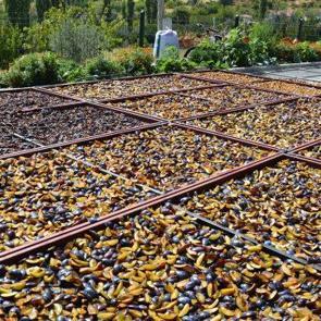 138 yıl &ouml;nce tek fidanla başladı: Yurt dışından talep yağıyor