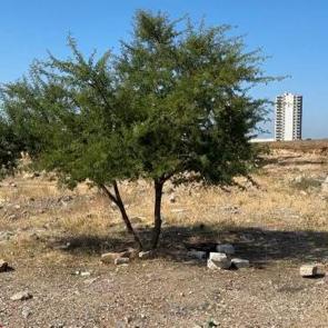 Adana'da gen&ccedil; şahıs boş arazide &ouml;l&uuml; bulundu