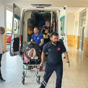 Ayı saldırısına uğrayan &ccedil;oban yaralandı