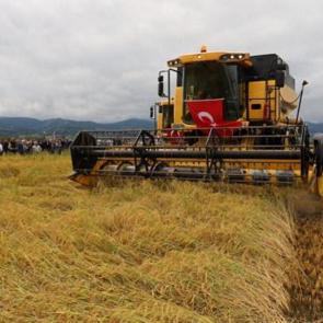 Aylardır bu anı bekliyorlardı: &Ccedil;eltik hasadı başladı!