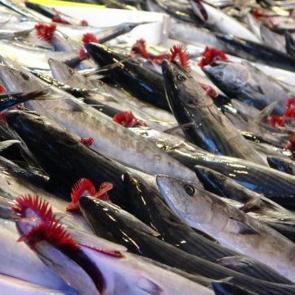 Karadeniz&rsquo;de palamut bolluğu tezgahlara yansıdı! Fiyatı 50 liradan başlıyor!