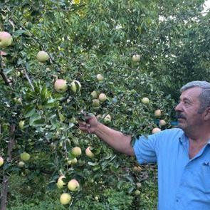 D&uuml;nyada sadece Sivas&rsquo;ta yetişiyor: Bu elma dalından koparıldıktan sonra 6 ay dayanıyor