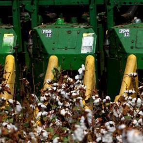 İlk hasat başladı, kilosu 40 liraya &ccedil;ıktı! &Uuml;reticinin y&uuml;z&uuml; g&uuml;ld&uuml;