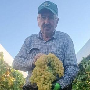 Manisa'da şaşkına &ccedil;eviren hasat: Dev salkım 5,5 kilogram 