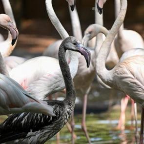 Gaziantep'teki Flamingo Adası b&uuml;y&uuml;yor: Sayıları 52'ye ulaştı