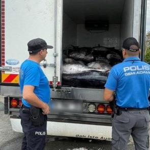 İzmir'de 3 ton mavi y&uuml;zge&ccedil;li orkinos sevinci kursaklarında kaldı! Piyasa değeri şoke etti