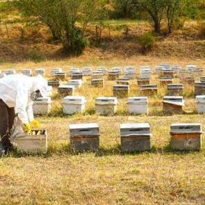 Muş'ta bal hasadı tamamlandı: 700 ton bal elde edildi