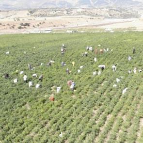 Hasat başladı! Tarlada kilosu 200 liraya &ccedil;ıktı, 30 bin ton &uuml;retim bekleniyor
