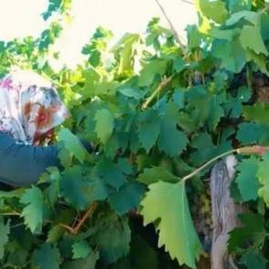 Tadını bilen tezgaha koşuyor: Hasat başladı! Fiyatı yarı yarıya d&uuml;şt&uuml;