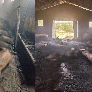 Tunceli'de besicinin belini b&uuml;ken manzara: 200 k&uuml;&ccedil;&uuml;kbaş yandı