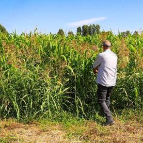 Yem maliyetini d&uuml;ş&uuml;recek! İlk denemede 5 ton verim alındı