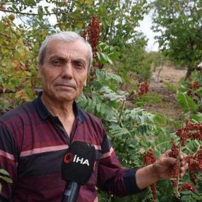 Adana'da meyve vermeyen ağa&ccedil;ları aşıladı! 20 yıllık sabrın ekmeğini yiyor... Kilosu 900 TL
