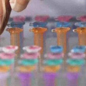 Sibirya&rsquo;da gizemli zat&uuml;rre vakasının temaslılarında Kovid-19 ve rinovir&uuml;s &ccedil;ıktı