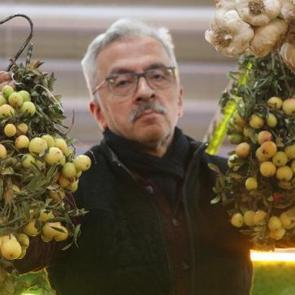 Sivas'ta 2 yılda bir hasat edilen ilgin&ccedil; meyve t&uuml;ketilmeden &ouml;nce &ccedil;&uuml;r&uuml;meye bırakılıyor 