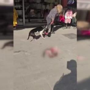 Esenyurt'ta sokakta kedi par&ccedil;alayan pitbull sahibine cep yakan ceza