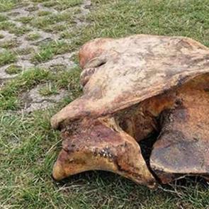 Tarlasını kazarken tesad&uuml;fen buldu