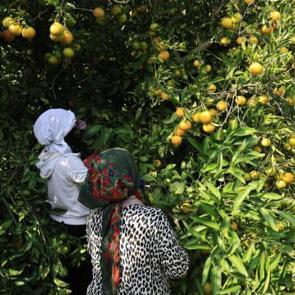 Adana'da tarladaki mandalinanın kilogramı 3 liraya d&uuml;şt&uuml; 