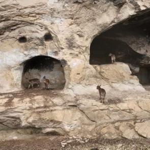 Tunceli İn Delikleri&rsquo;nde s&uuml;rpriz misafir: Merdivenleri tırmanıp odalara girdiler