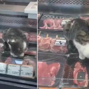 &Uuml;nl&uuml; markette tepki &ccedil;eken g&ouml;r&uuml;nt&uuml;! Sokak kedisi kasap reyonundaki etleri yedi