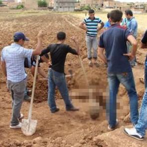 Tarla s&uuml;r&uuml;yordu ki bakın neye takıldı!