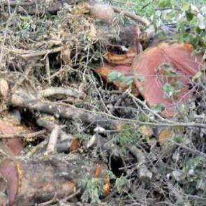 Yalova Belediyesi ağa&ccedil;ları hayır işinde kullanacak