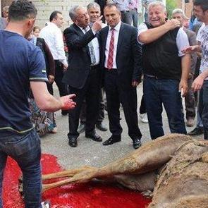 CHP'li başkan deve keserek g&ouml;reve başladı