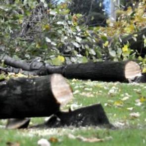 CHP'li belediye 180 ağacı katletti