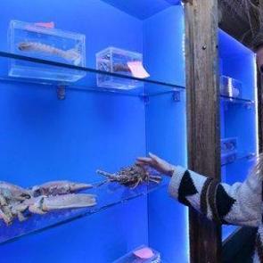 Deniz m&uuml;zesini 5 ayda 6 bin kişi ziyaret etti