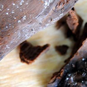 İstanbul meşe cennetiymiş