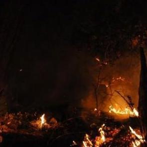 Muğla'da korkutan orman yangını