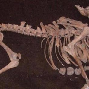 Osmanlı Ordusu'na ait savaş devesi bulundu