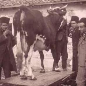 Osmanlı'da Kurban Bayramı manzaraları