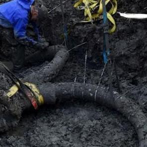 Tarlada 15 bin yıllık mamut fosili bulundu