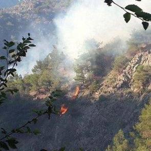 Tokat'ta orman yangını