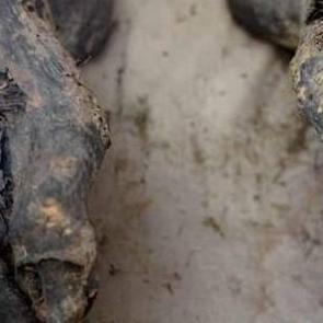 9 asırdır &ccedil;&uuml;r&uuml;meyen beden artık g&ouml;r&uuml;lemeyecek