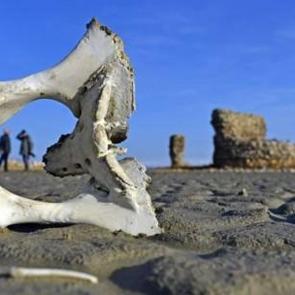 Van g&ouml;l&uuml; &ccedil;ekilince bakın ne &ccedil;ıktı