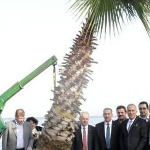 Yalova'da ağa&ccedil;lar s&ouml;k&uuml;lmedi taşındı