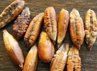 Hurma &ccedil;ekirdeklerini sakın &ccedil;&ouml;pe atmayın! 