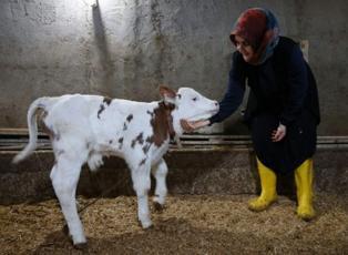 Bitlisli kadın girişimci büyükbaş hayvan sayısını 6'ya katladı