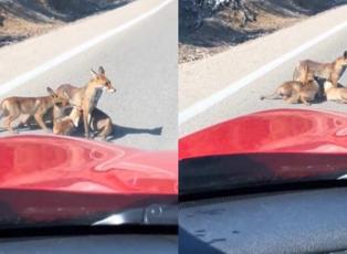 Anne tilki yavrularını emzirebilsin diye otobanda yolu kapattı!